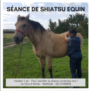 Bon pour une séance de shiatsu équin